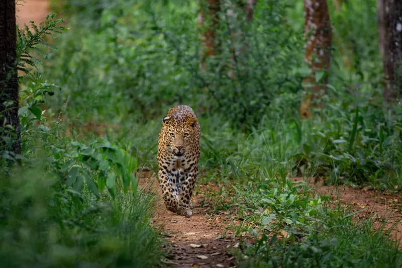 Role Of Creative Conservation Alliance (CCA)