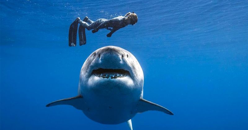 Horse Whispering Skills Transfer To Shark Encounters