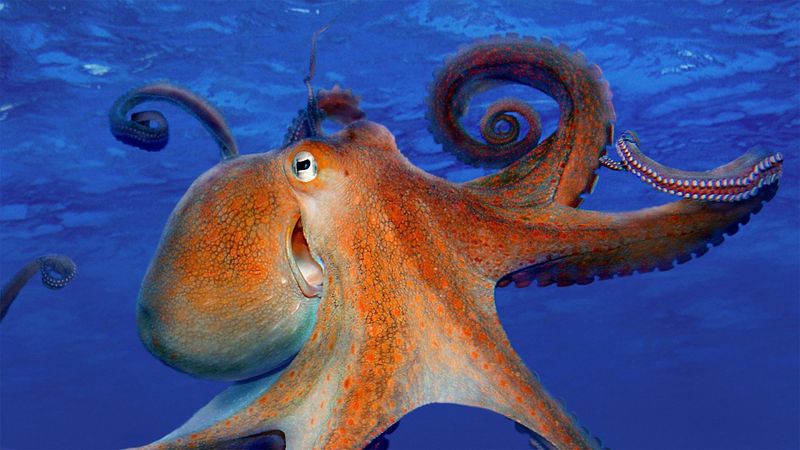 The Intelligent Hunter: Giant Pacific Octopus