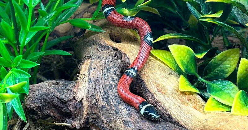 Shared Constrictors Method
