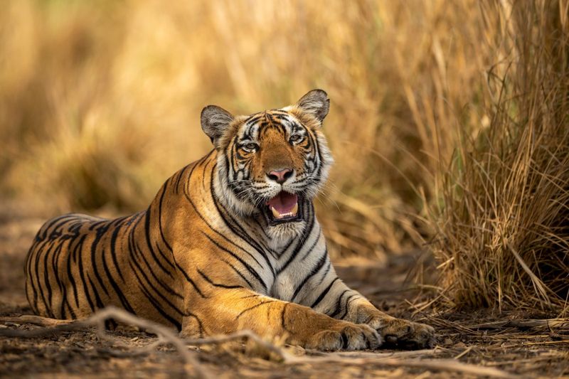 How Similipal Managed To Double Its Tiger Population In Just 4 Years