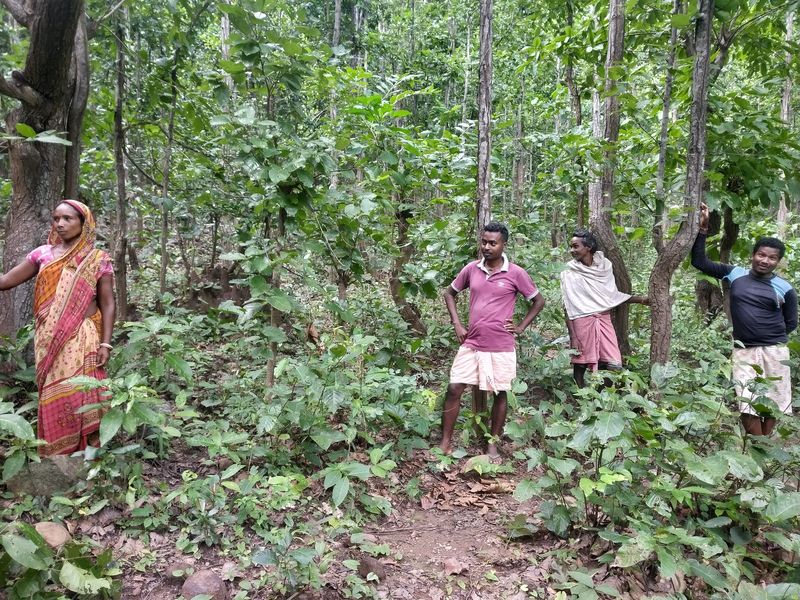 The Role Of Local Communities In Similipal's Tiger Recovery
