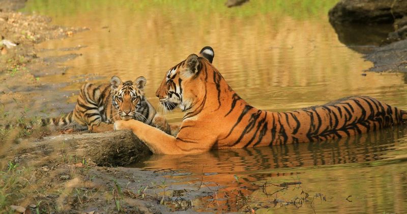 Similipal Tiger Reserve: A Success Story Of Conservation