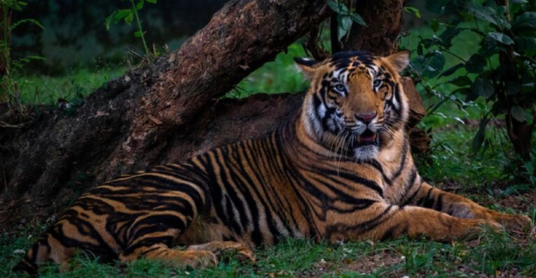 Similipal’s Remarkable Tiger Comeback Doubles Big Cat Numbers In Just 4 Years