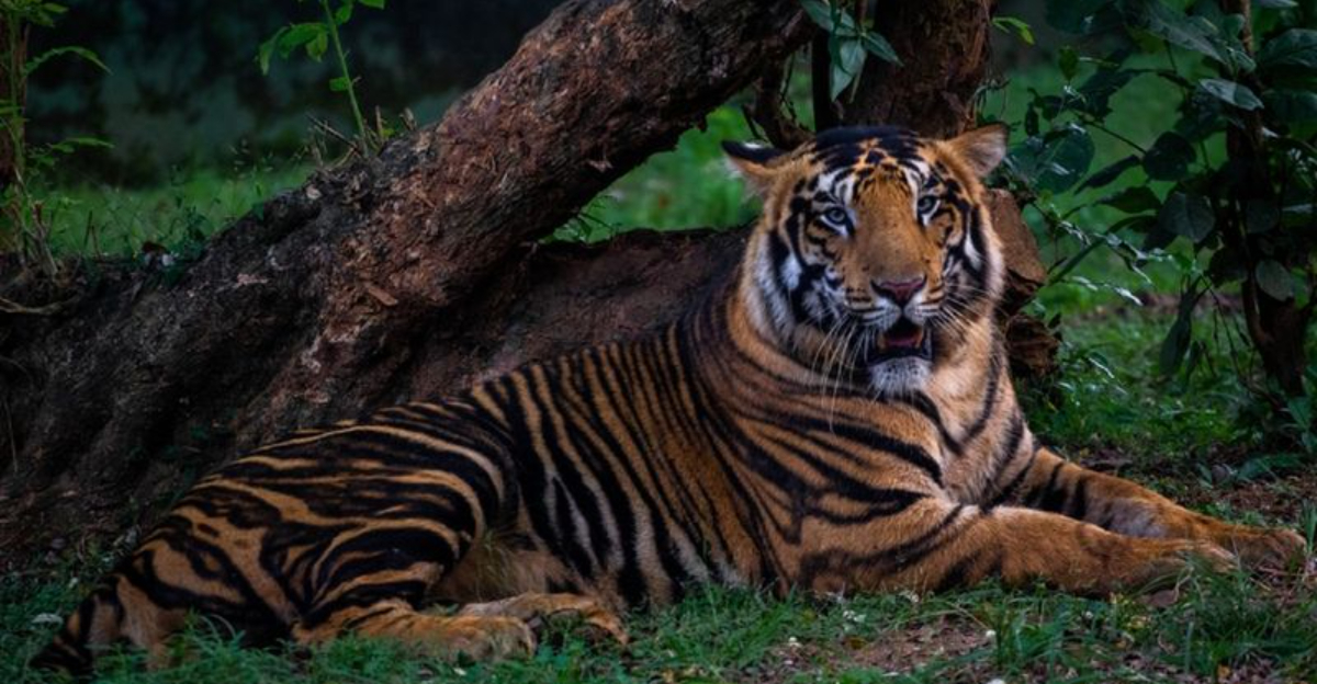 Similipal’s Remarkable Tiger Comeback Doubles Big Cat Numbers In Just 4 Years