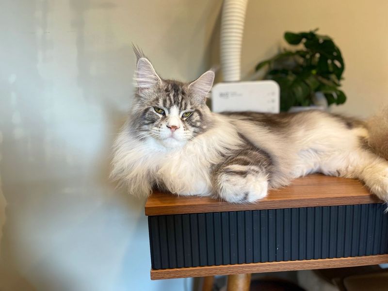 Grooming Galore