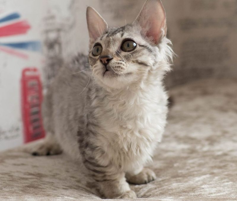 Lambkin: The Miniature Sheep Cat