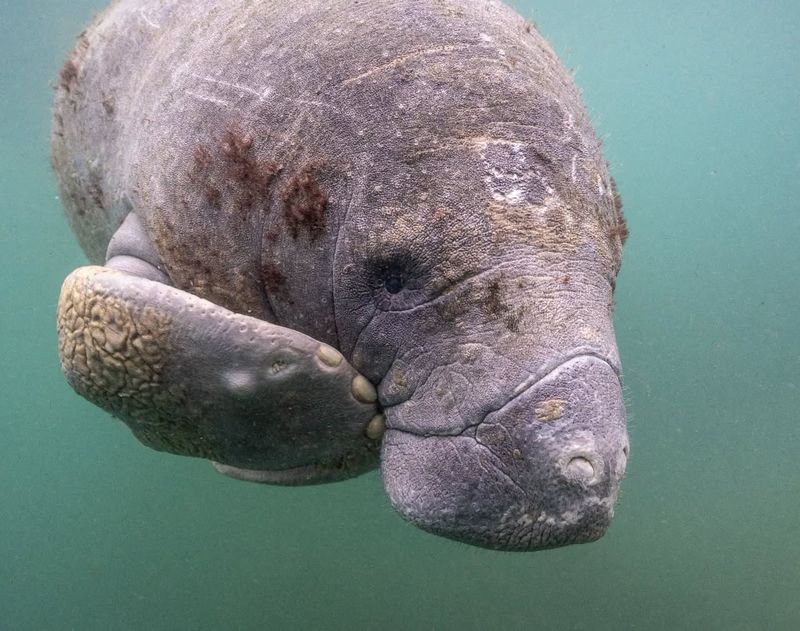 Manatee