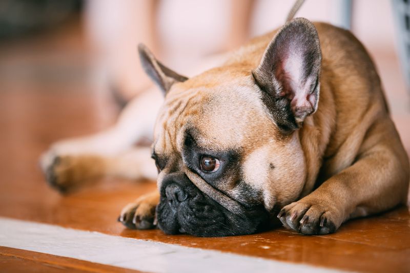 Pepper Can Irritate Doggy Digestive Systems