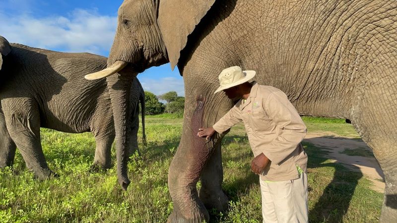 Elephants' Weight-Bearing Challenges