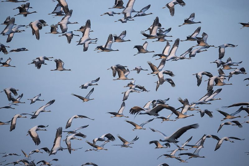 Marathon Migrators