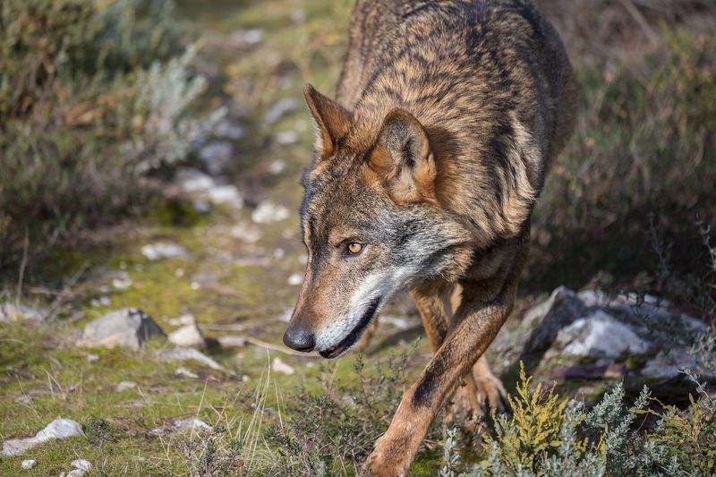 Successful Rewilding Efforts