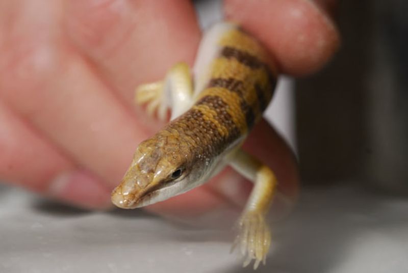 Wedge-Shaped Snout For Efficient Burrowing