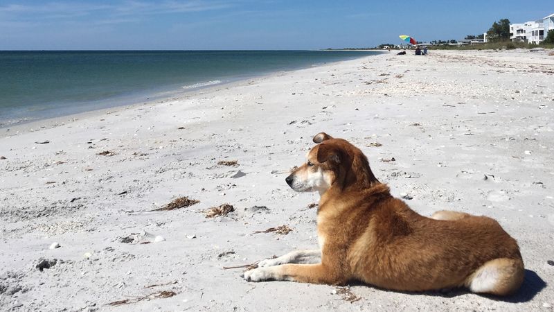 Honeymoon Island's Natural Retreat