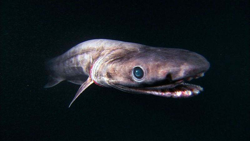 Frilled Shark