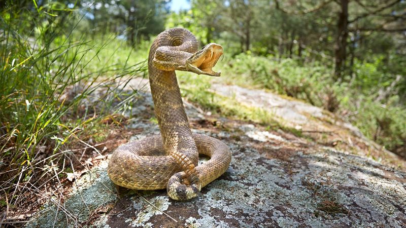 Learn To Identify Local Snakes – Knowledge Saves Lives