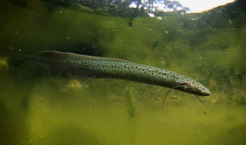Lungfish: Survivors From Prehistoric Times