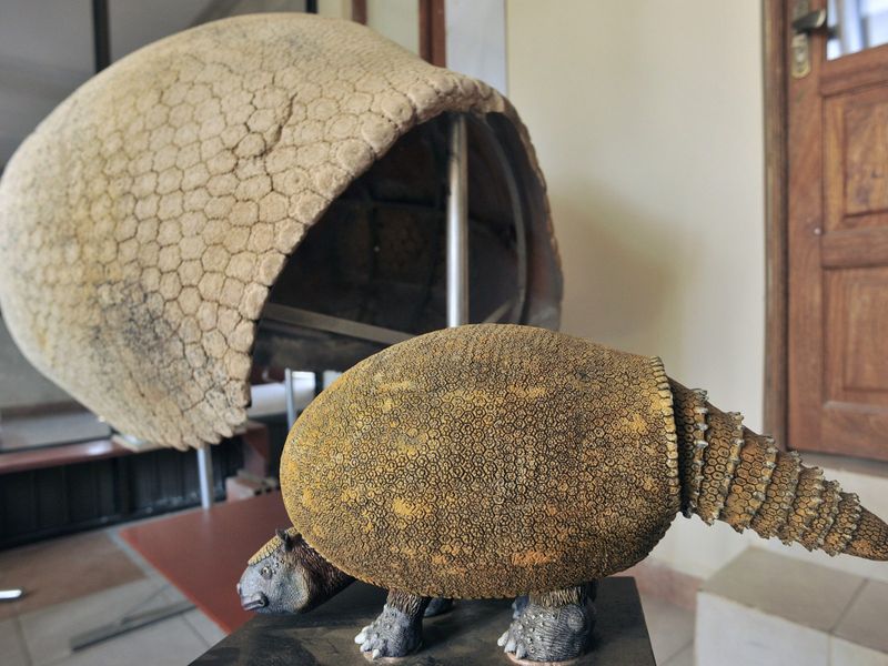 Armadillos: From Tank-Sized To Garden Diggers