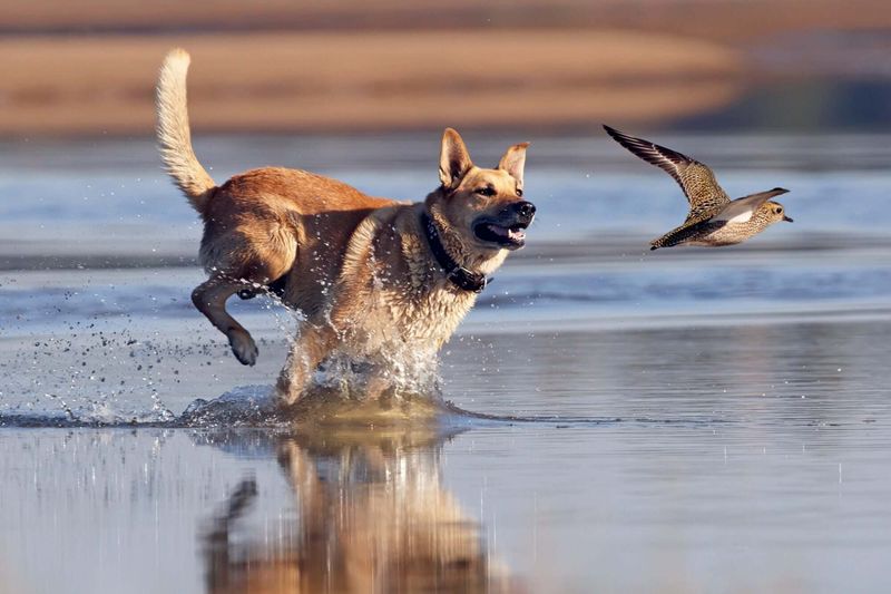 Chasing From Instinct