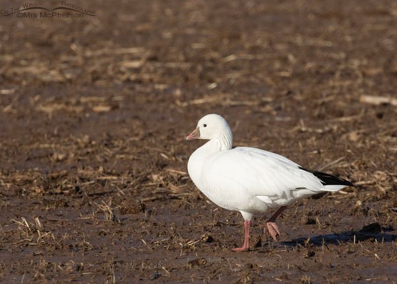 Ross's Geese