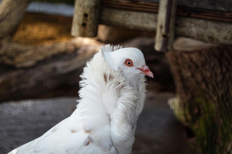 White Dove