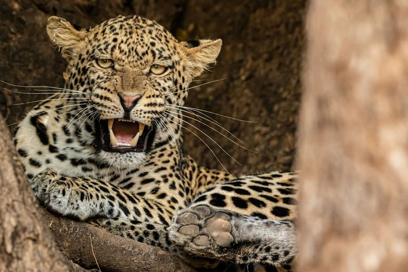 Leopard's Rasping Sawing Call