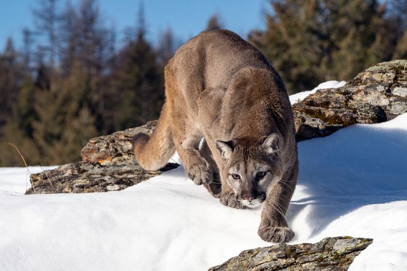 Mountain Lion