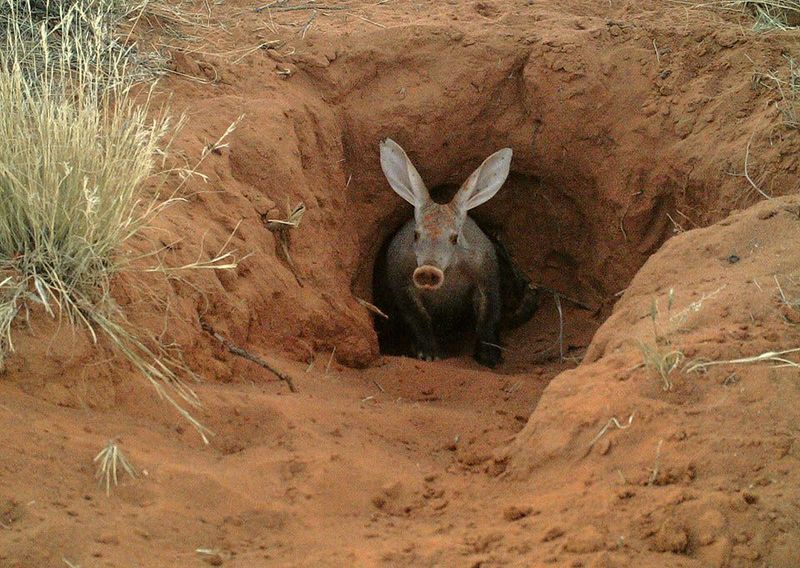 Aardvarks 