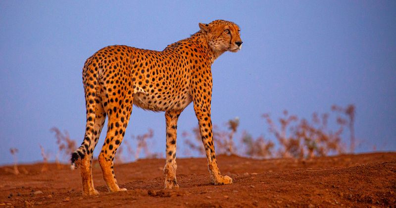 Cheetahs: Sprinters Of The Savanna