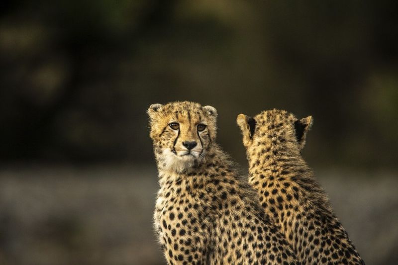 Leopards