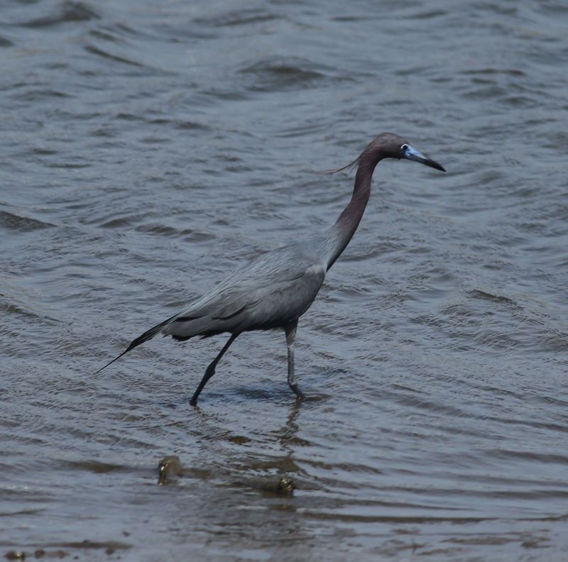 Little Blue Herons