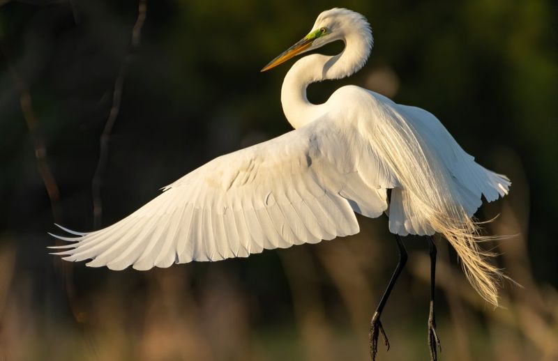 Great Egret