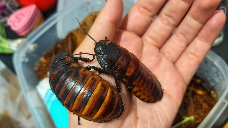 Mellow Madagascar Hissing Cockroaches