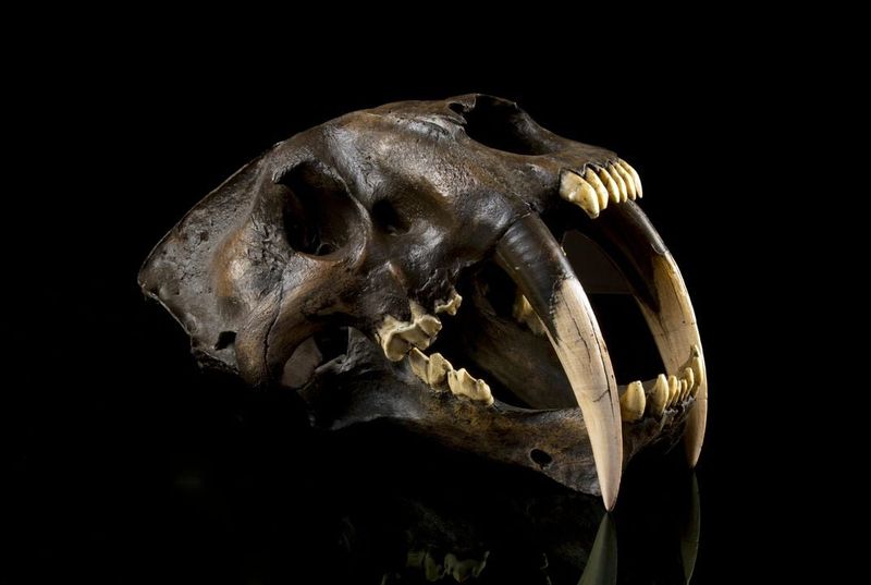 Jaw Mechanics Worked Differently