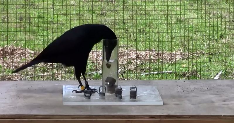Crows And Parrots Rival Apes In Problem-Solving