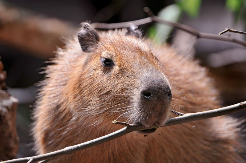 Capybaras Can Be Destructive