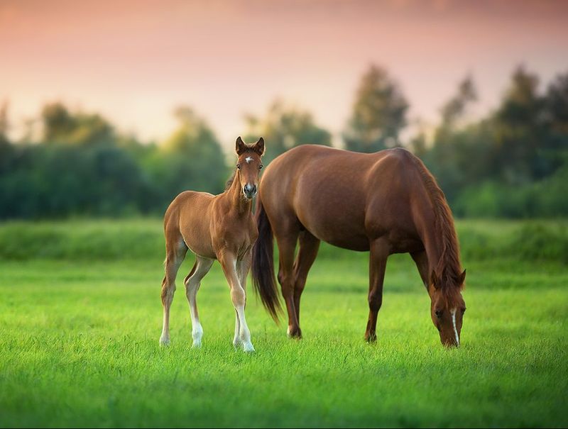 Implement A Deworming Schedule