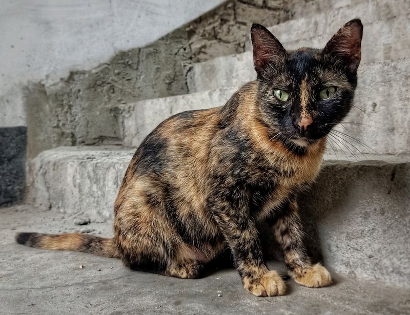 Tortoiseshell (Tortie)