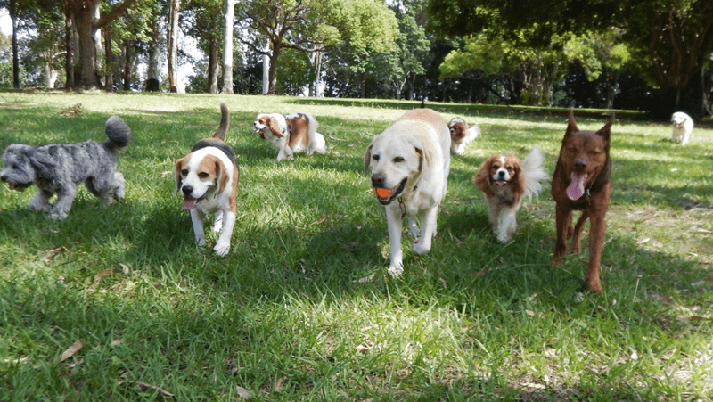 Canine Social Gatherings
