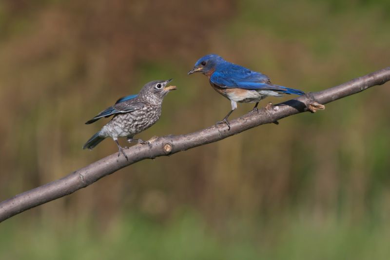 Young Birds Need To Hear Adult Tutors