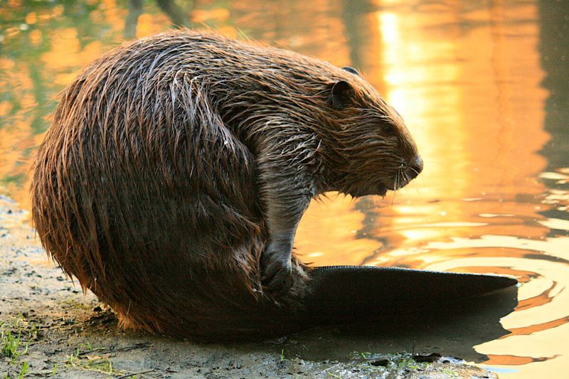Scientists Monitor Reintroduced Populations Closely