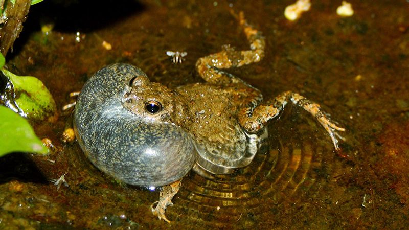 Puffing Also Makes Males Appear Bigger To Rivals