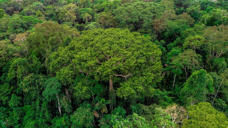 Forests Became Denser And Less Dynamic