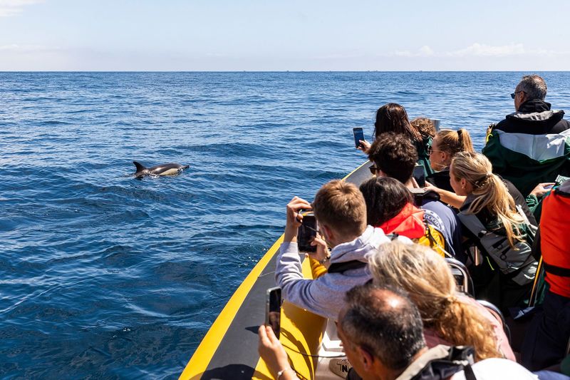 Humans And Whales Have Shared A Quiet Curiosity For Centuries
