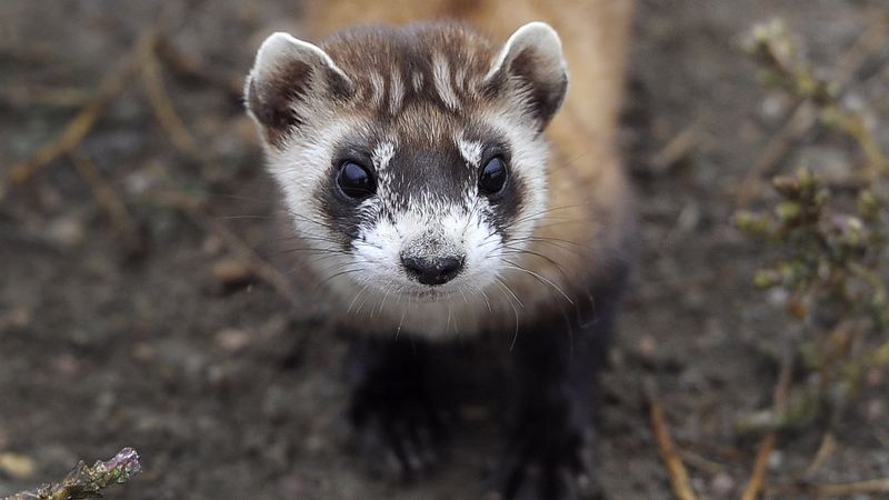 Black-Footed Ferret