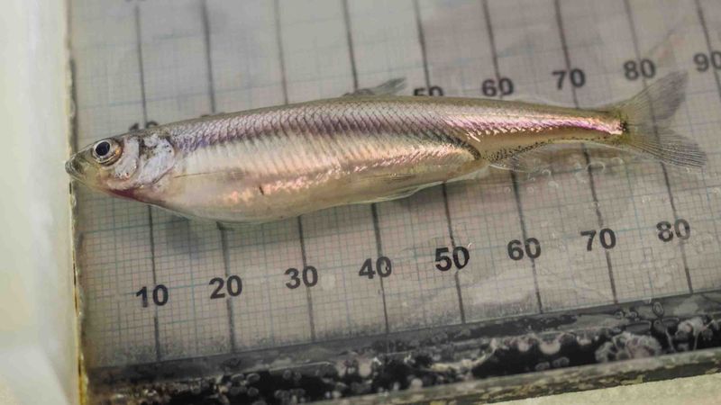 Delta Smelt