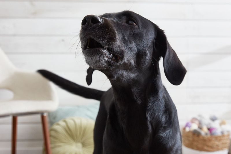 Quick, Sharp Sounds Interrupt Bad Behavior