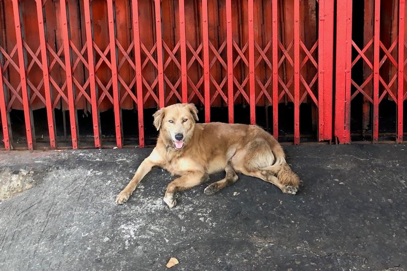 Thailand's Soi Dogs – The Temple Guardians