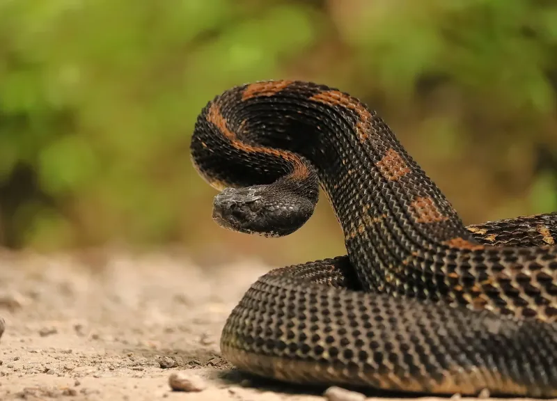 Missouri – The Show-Me State's Snake Surprise