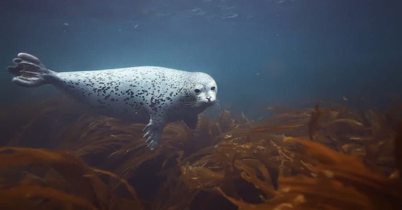 Harbor Seal